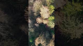 Forest Flyover - DJI Mini 3 Pro