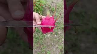 dragon fruit harvesting. #naturelife0707 #nature #fruitcuting dragon fruit