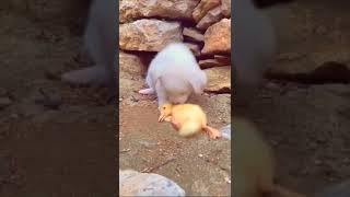 cute baby care baby duck😍😍#shorts