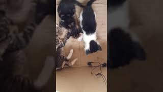 Anak Kucing - Mereka Asyik Bercanda