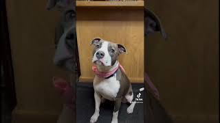 Odin does infinity challenge… #pets #pitbull #shorts #dog #tiktok #viral #cute