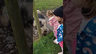 Feeding the Animals at Applecast Farm. #farm #horse #daysout #pigs #sheep