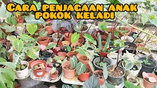 cara penjagaan anak pokok keladi