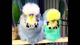 Show Quality English Budgie In Vancouver Canada !