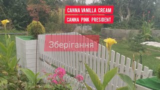 ЯК ПРАВИЛЬНО ЗБЕРЕГТИ КАННУ КОЛИ ВИКОПУВАТИ КАННИ PINK PRESIDENT, VANILLA KREAM