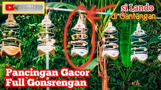 ☑️Pancingan Burung Kecial Kuning / Pleci 👍Si Lando Full Gantangan ‼️Lomba Gacor Full Gonsrengan ❗