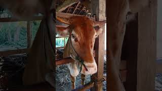 cow cow cow #shortvideo