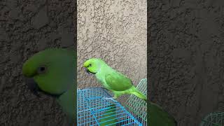 Trying hard to talk #cockatiel #bird #parrot #talkingparrot #greenparrot #africangrey #pet #animal