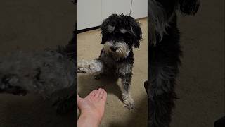 Miniature Schnauzer Very Playful Mood