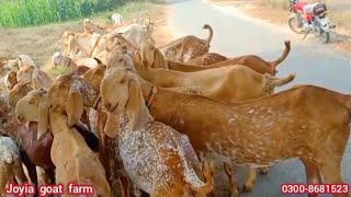 joyia goat farm bahawalpur | pure makhi cheeni goats | goat farming in Pakistan @joyiaGoatFarm