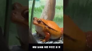 눈싸움 세계 최강자