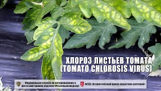 Хлороз листьев томата (Tomato chlorosis virus)