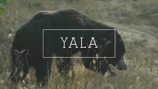 Yala National Park Safari