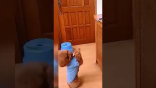 Funny Cats And Dogs 😂 Funniest Animals Videos 😹  Best Of 2023