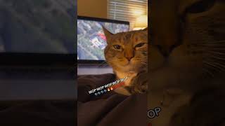 Cat reacts to Kendrick Lamar #hiphopband #music #hiphop