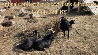 Animals of Norman J  Levy Park & Preserve - Long Island, NY