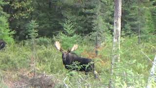 Almost Twack ! Beauty bull moose !