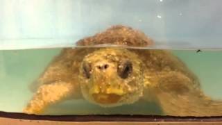 Atalaya- Sea Turtle Rescue Program