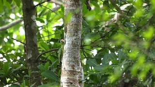 Red-naped Parrot