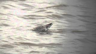 Spotted redshank at Pennington marsh 25/04/15