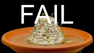 Fail. Garden cress cone germination - time lapse [4K]