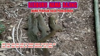 BERBURU HAMA BAJING/TUPAI DIPERKEBUNAN PINANG I HAMA PERUSAK HASIL PERTANIAN