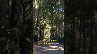 Roadtrip, Rainforest and Fast Cars by Tracy Chapman on Repeat | Lamington National Park | Australia