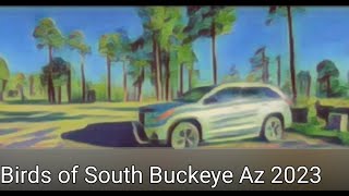 Birds of South Buckeye Az 2023