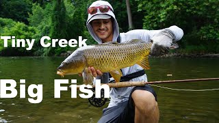 Sight Fishing Carp And Bass In a TINY Creek -- Fly Fishing