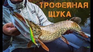 ТРОФЕЙНАЯ ЩУКА малой реки! MEGABASS РУЛИТ!!!