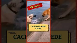 Cachorro pede ajuda #shorts #cachorro #youtubeshorts