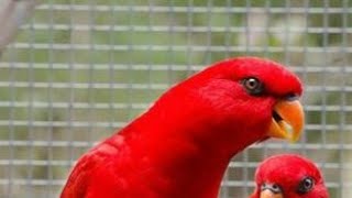 TYPES OF LORIKEET BIRDS |TOP 5 LORIKEET BIRDS