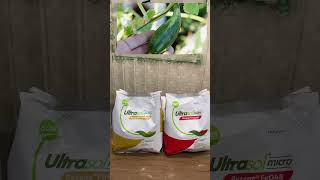 Learn about iron deficiency in plants turns premature fruit droping | Ultrasol rexene chelated iron