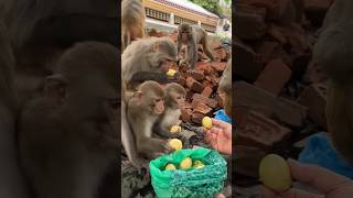 monkey eat rose apple 🍎 Jai Hanuman Ji #viral #monkey #hinduism #shots