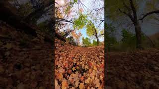 Golden leaves captured with #insta360x3 #naturephotography #fall2024 #autumn