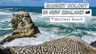 Gannet Colony in New Zealand 🇳🇿 (Vlog #5) #pinoynz