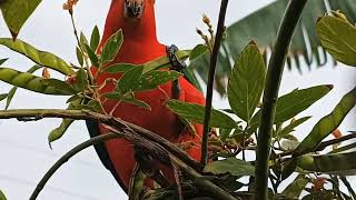 Today's backyard visitor #Parrott#