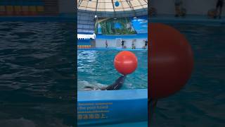 Dolphin Swims with a ball in Phuket Thailand! #shorts #dolphin #animals #phuket #thailand #ytshorts