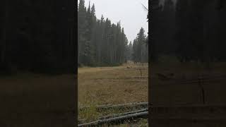 Snow falling in Yellowstone