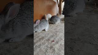 The cute rabbits play #arijitsingh #cover #song #music