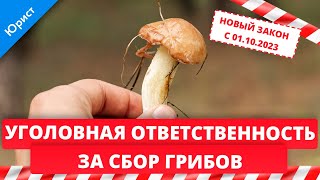 Можно или нельзя собирать в лесу грибы с 01.10.2023?! Уголовная ответственность за сбор грибов.