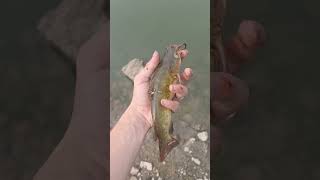 Bullhead catfish