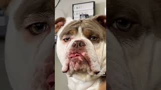 If you bored watch this bulldog