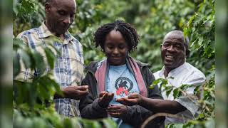 Securing Gorillas’ future through Coffee