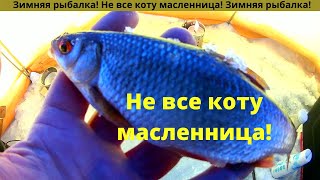 Зимняя рыбалка! Не все коту масленница!