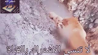 🌿سبحان الخالق المصور🌿