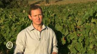 Saronsberg 2010 Harvest Report - Viognier