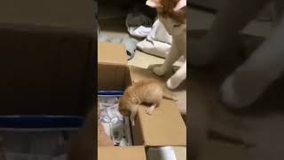 Cat video #cuteanimal #cute #funny