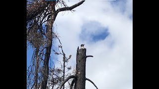 SPOTTED: A black-backed Woodpecker 🪶