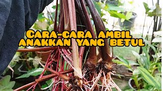 cara yang betul ambil anakkan pokok